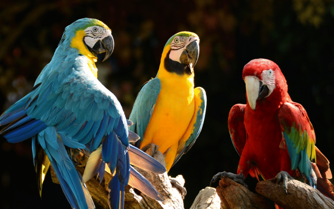 Feathered Friends in Flight: The Winged Attraction You’re Probably Skipping at Animal Kingdom