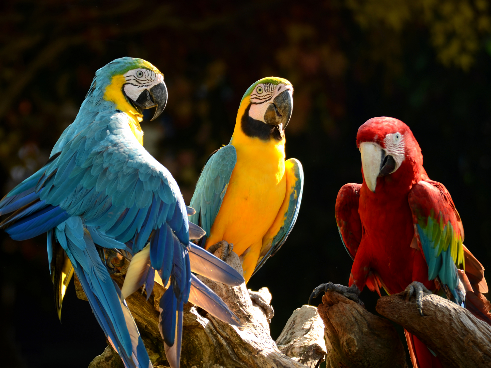 feathered friends in flight feathered friends in flight